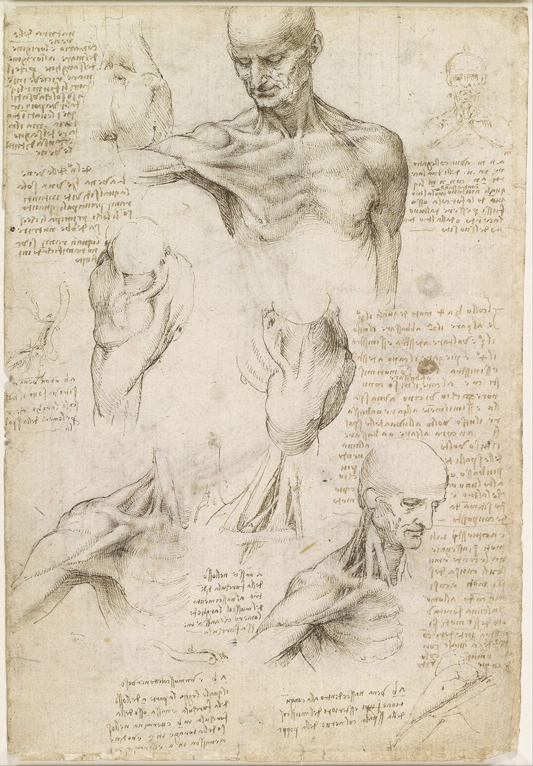 Superficial anatomy of the shoulder and neck