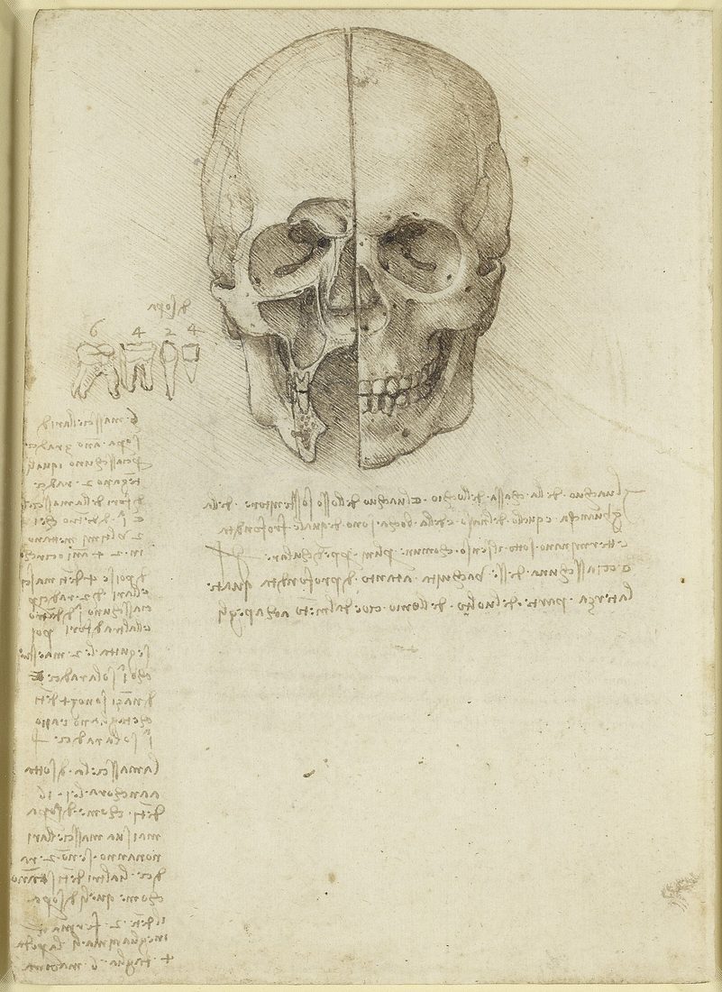 The skull sectioned